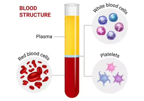 An illustration explaining the different parts Platelet-Rich Fibrin, used in PRF Treatment